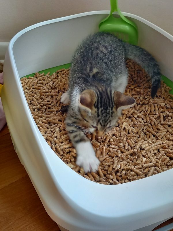 Kittilitt wood pellet cat litter