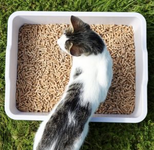 What is the best cat litter